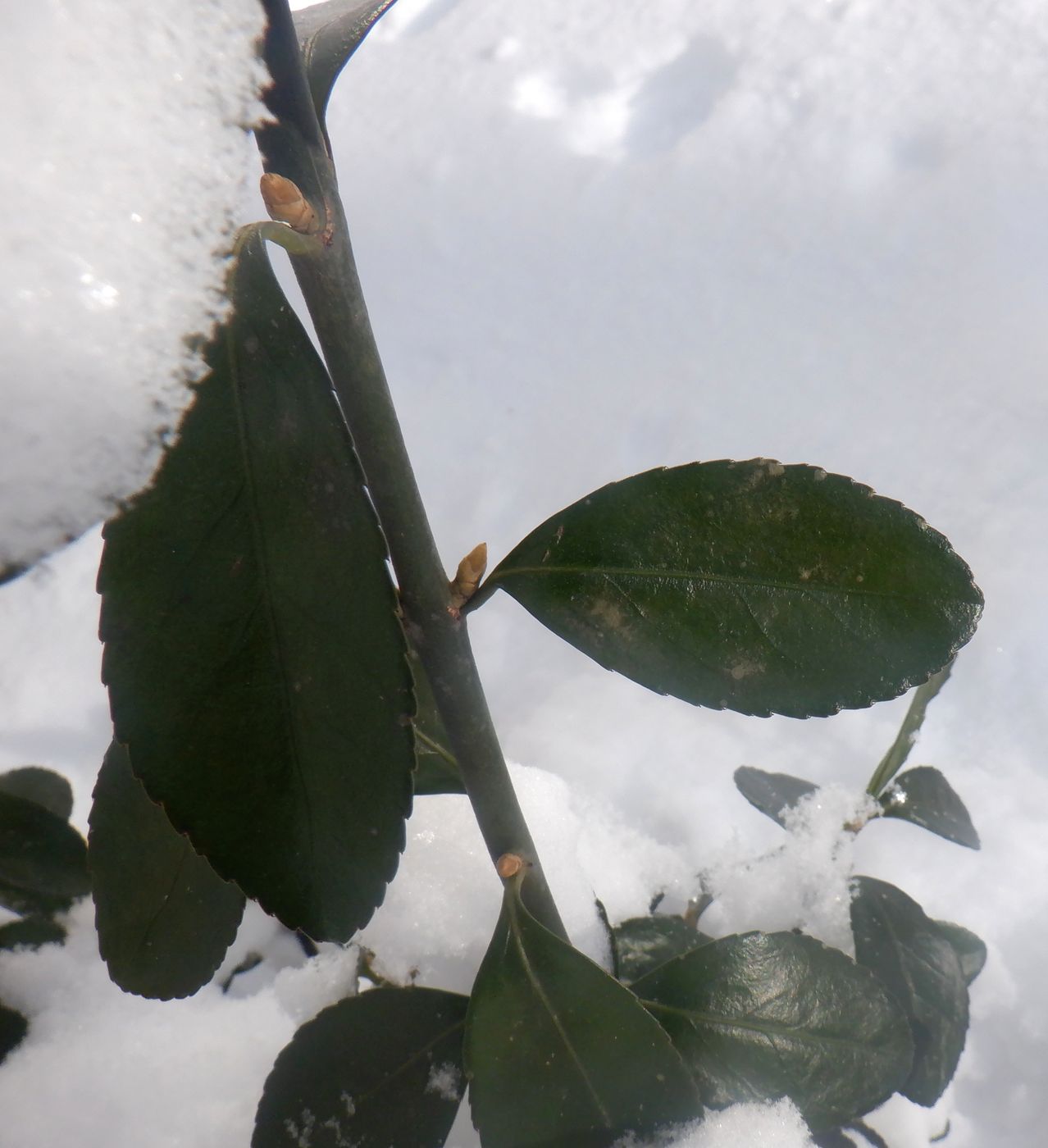 Изображение особи Euonymus japonicus.