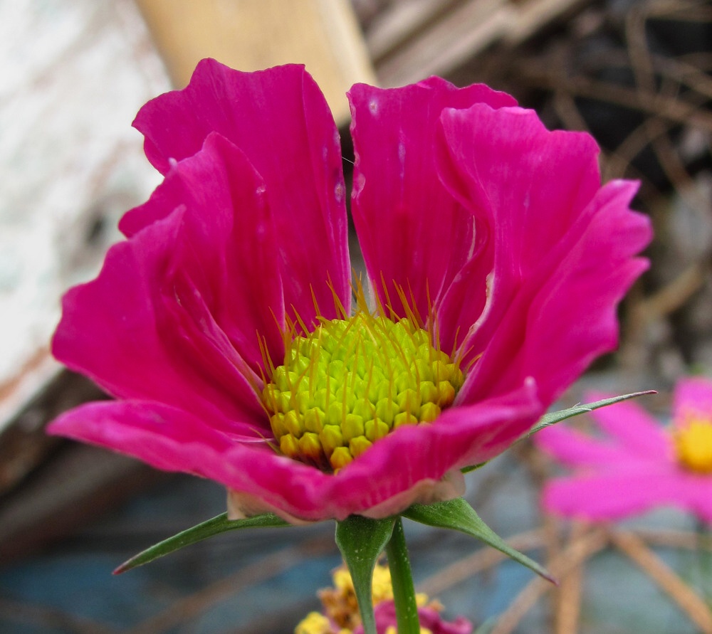 Image of Cosmos bipinnatus specimen.