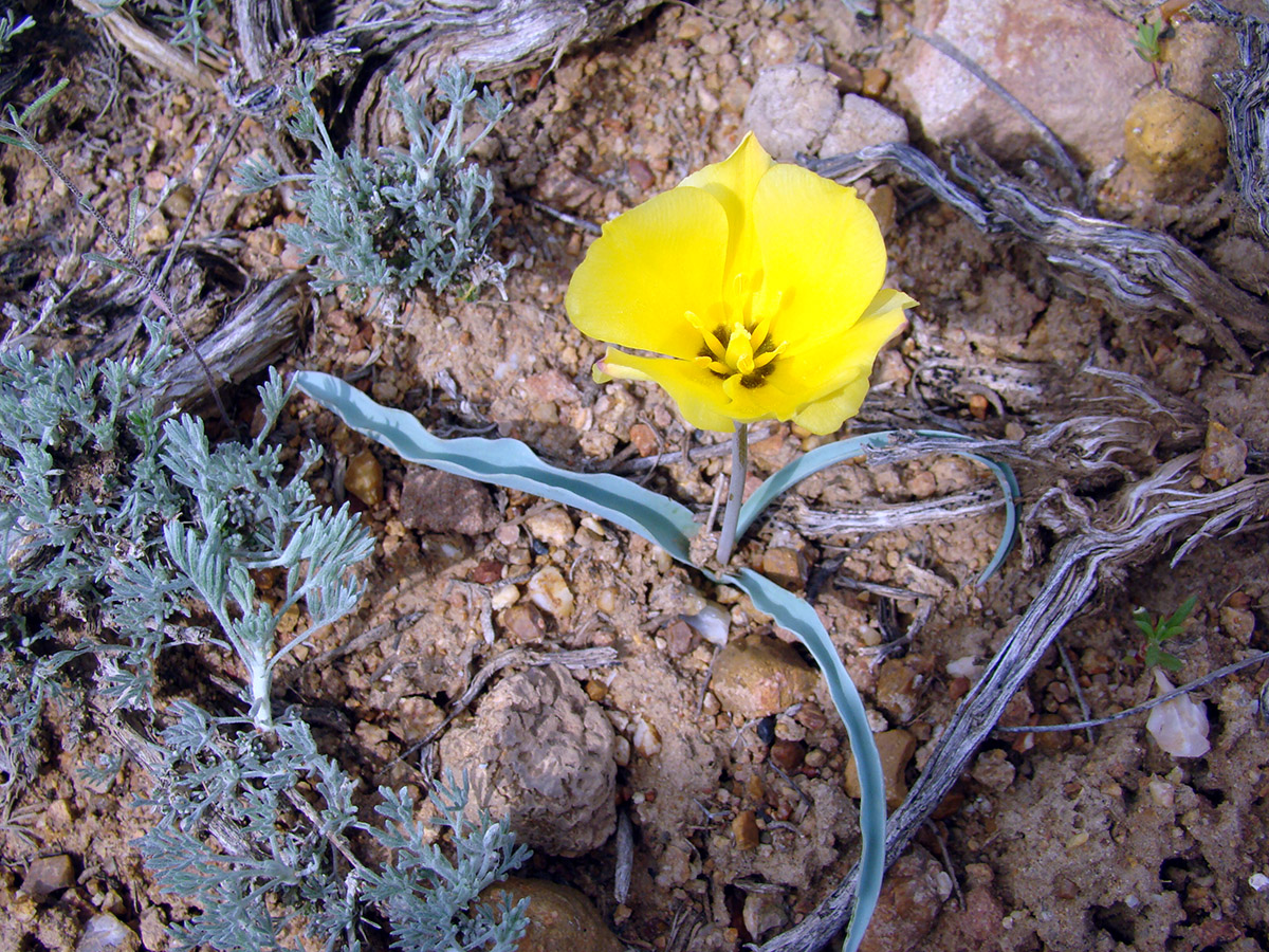 Изображение особи Tulipa korolkowii.