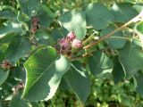 Amelanchier alnifolia. Веточки с незрелыми плодами. Хабаровский край, 17 км Владивостокского шоссе, дачный участок. 28.06.2014.