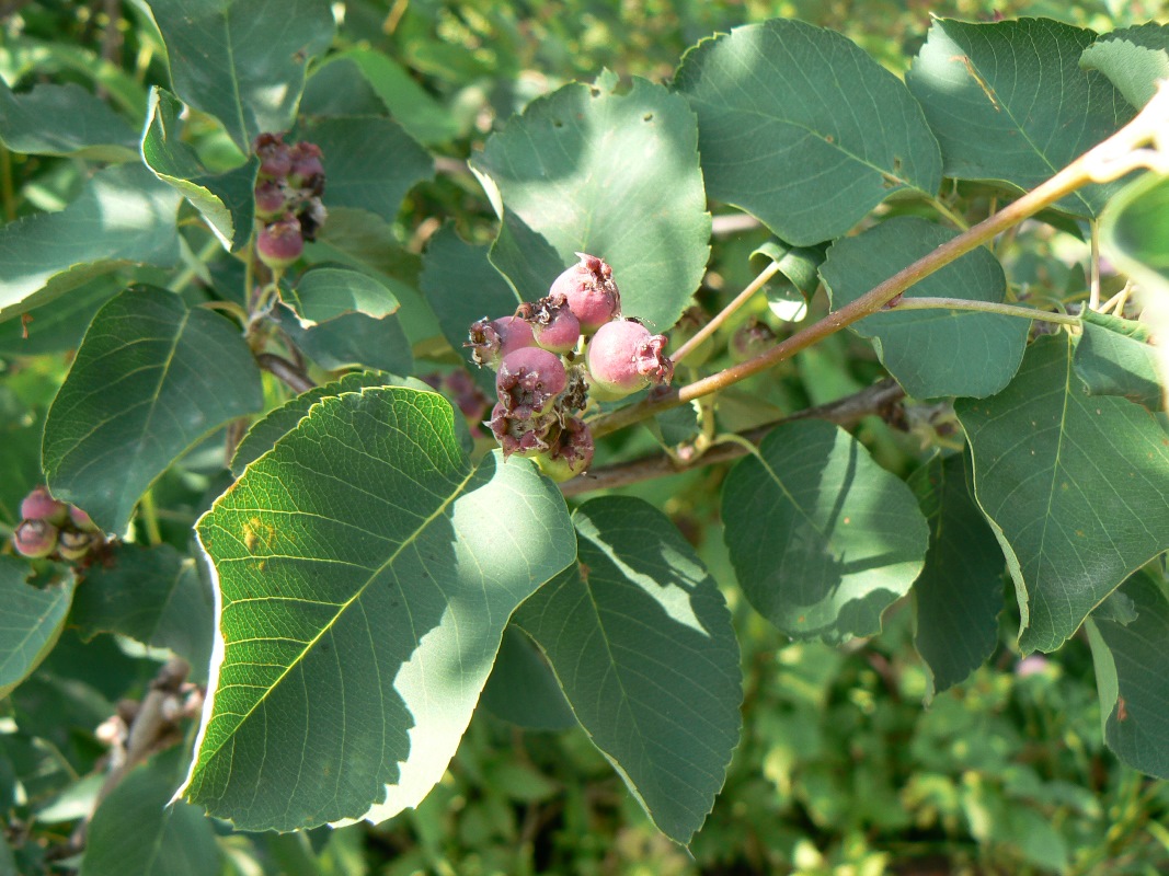 Image of Amelanchier alnifolia specimen.