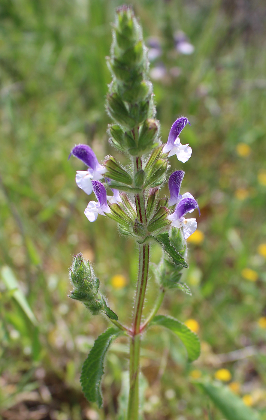 Изображение особи Salvia viridis.