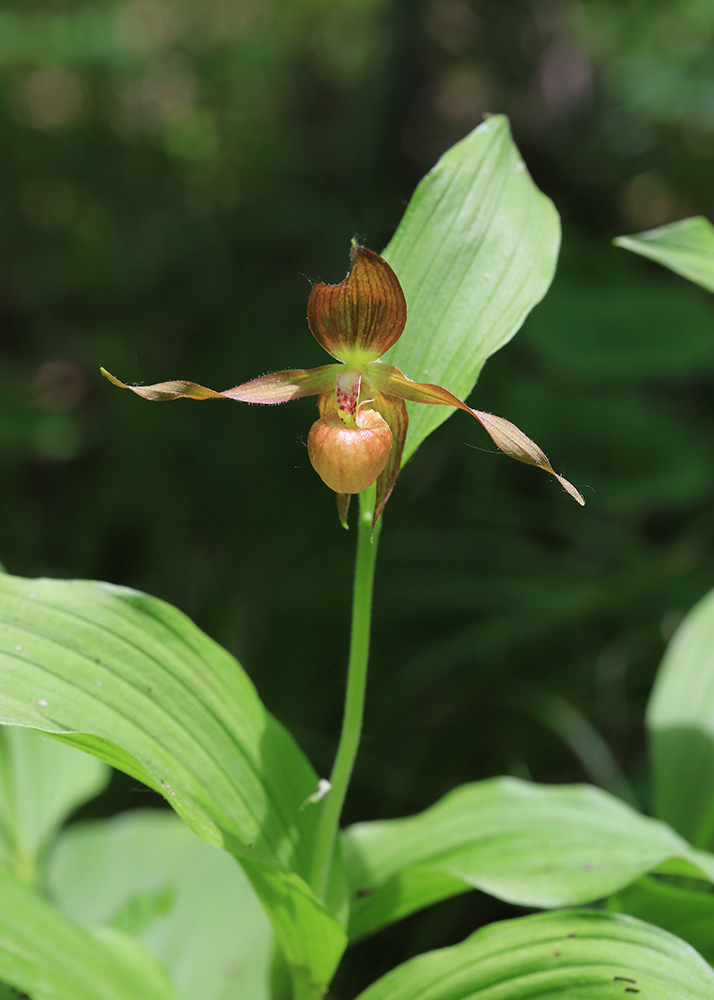 Image of Cypripedium shanxiense specimen.