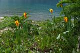 Tulipa anadroma. Цветущие растения. Кыргызстан, Чаткальский хр., Сары-Челекский заповедник, берег оз. Сары-Челек. 09.05.2017.