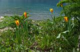 Tulipa anadroma