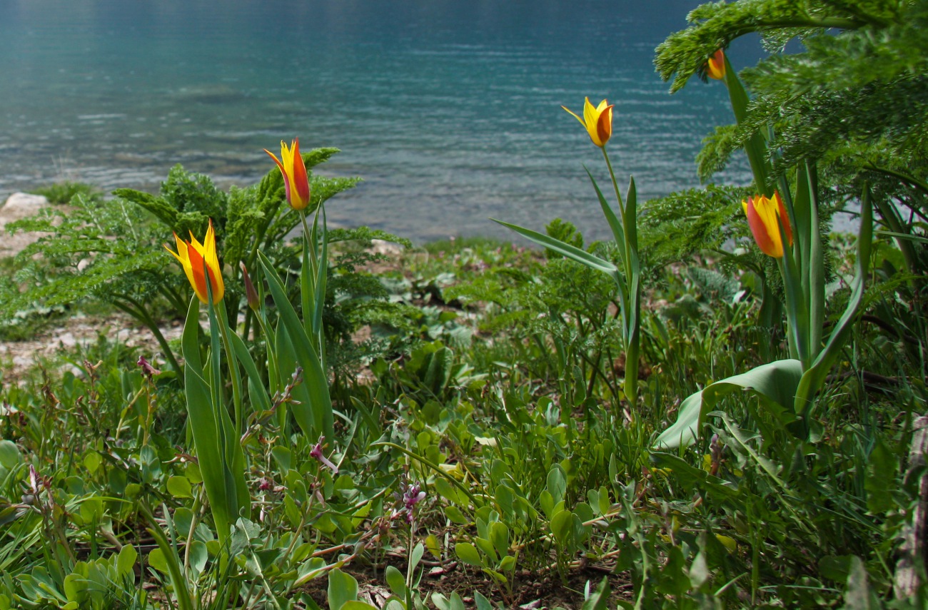 Image of Tulipa anadroma specimen.