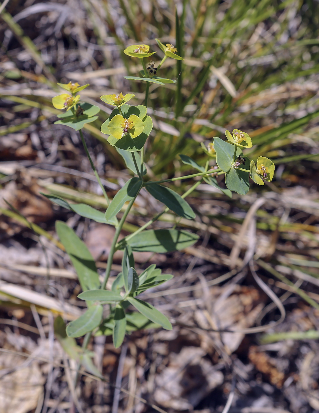 Изображение особи Euphorbia gmelinii.