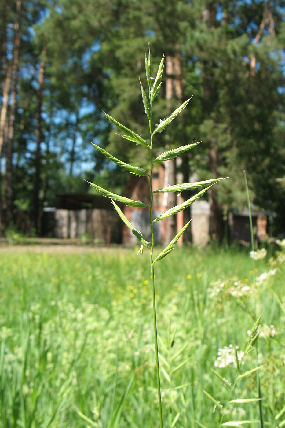 Изображение особи Brachypodium pinnatum.