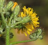 Pilosella &times; floribunda