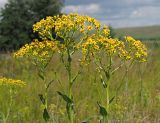 Senecio schwetzowii