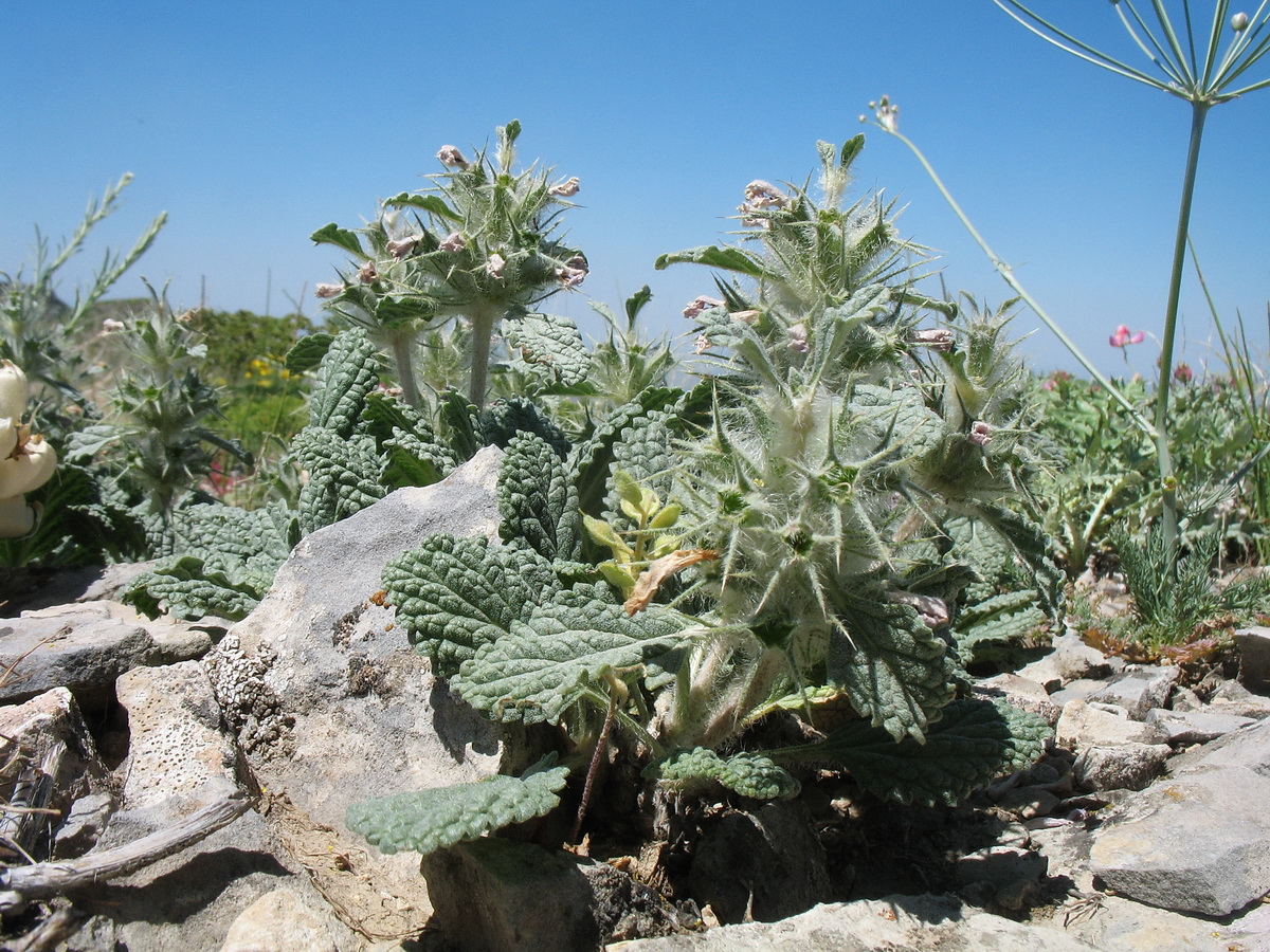 Изображение особи Phlomoides sewerzovii.