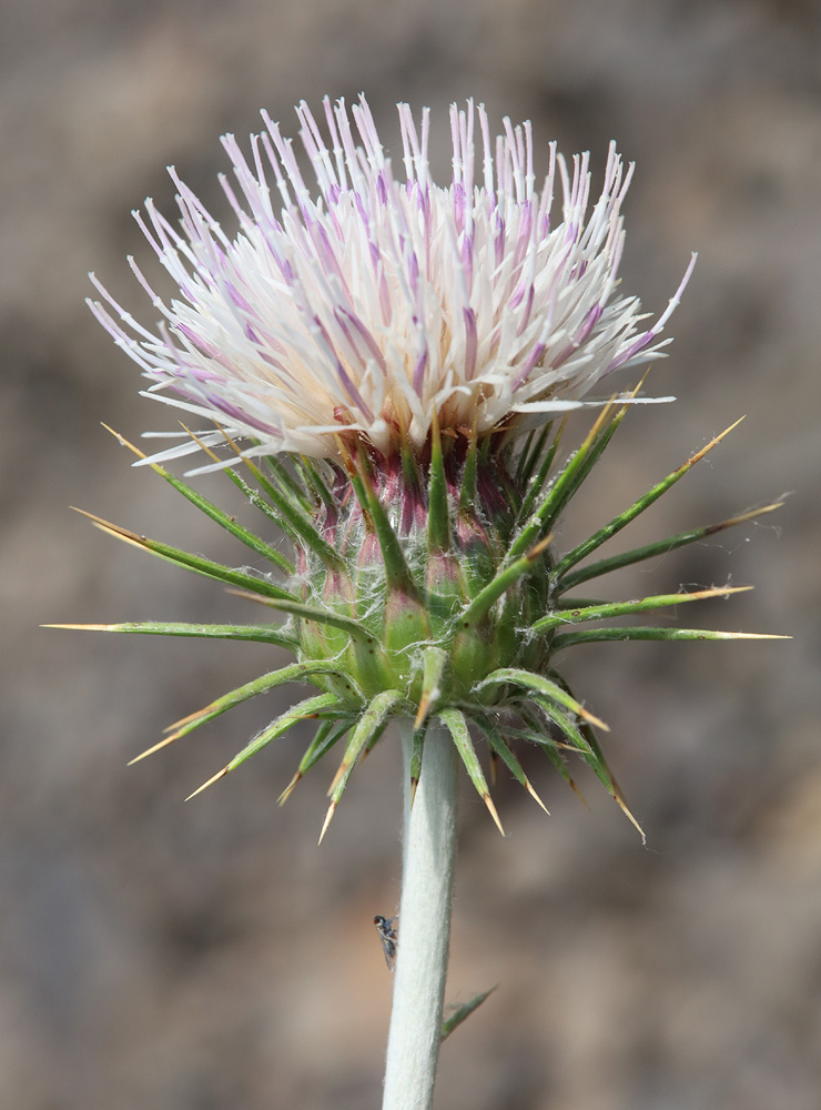 Image of Lamyropsis sinuata specimen.