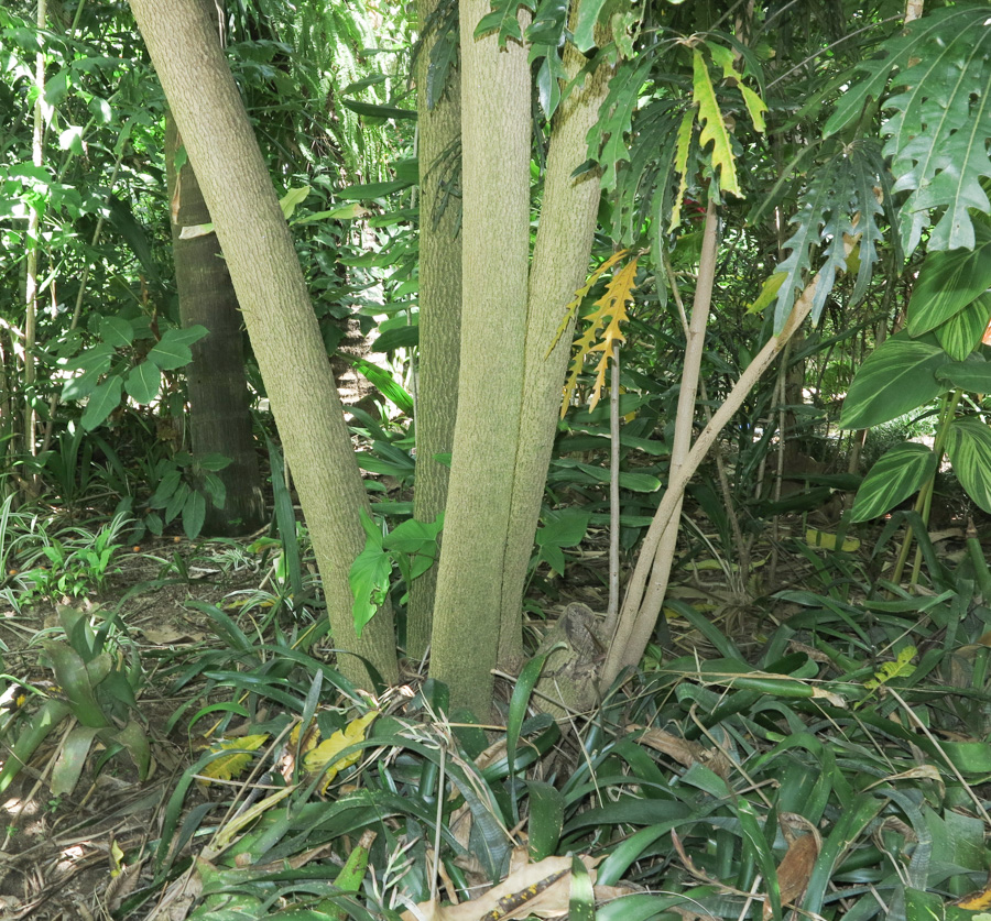 Image of Plerandra elegantissima specimen.