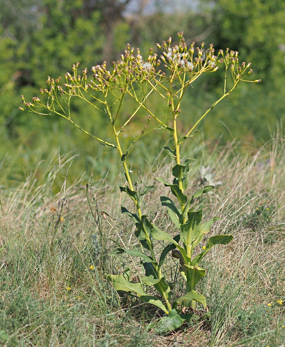 Изображение особи Senecio schwetzowii.