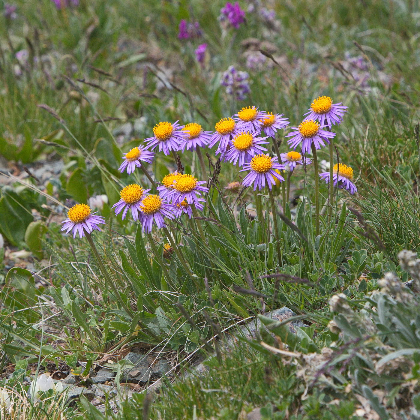 Image of Aster serpentimontanus specimen.