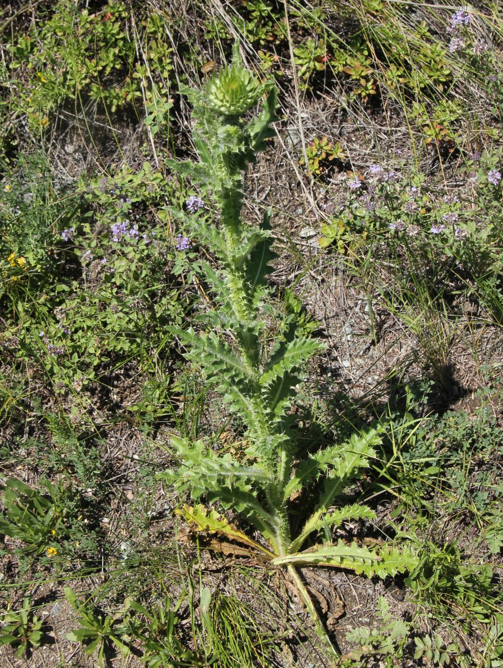 Image of Carduus thoermeri specimen.
