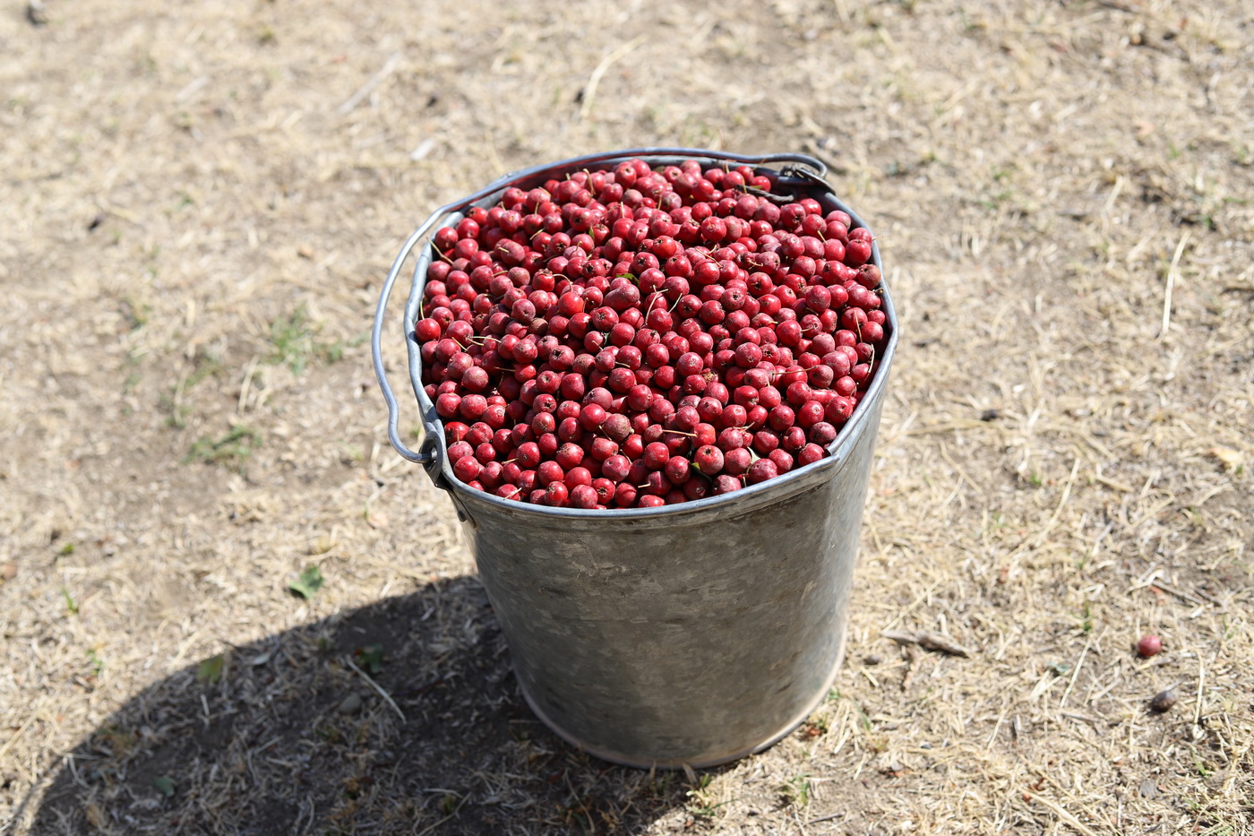 Изображение особи Crataegus pseudoambigua.