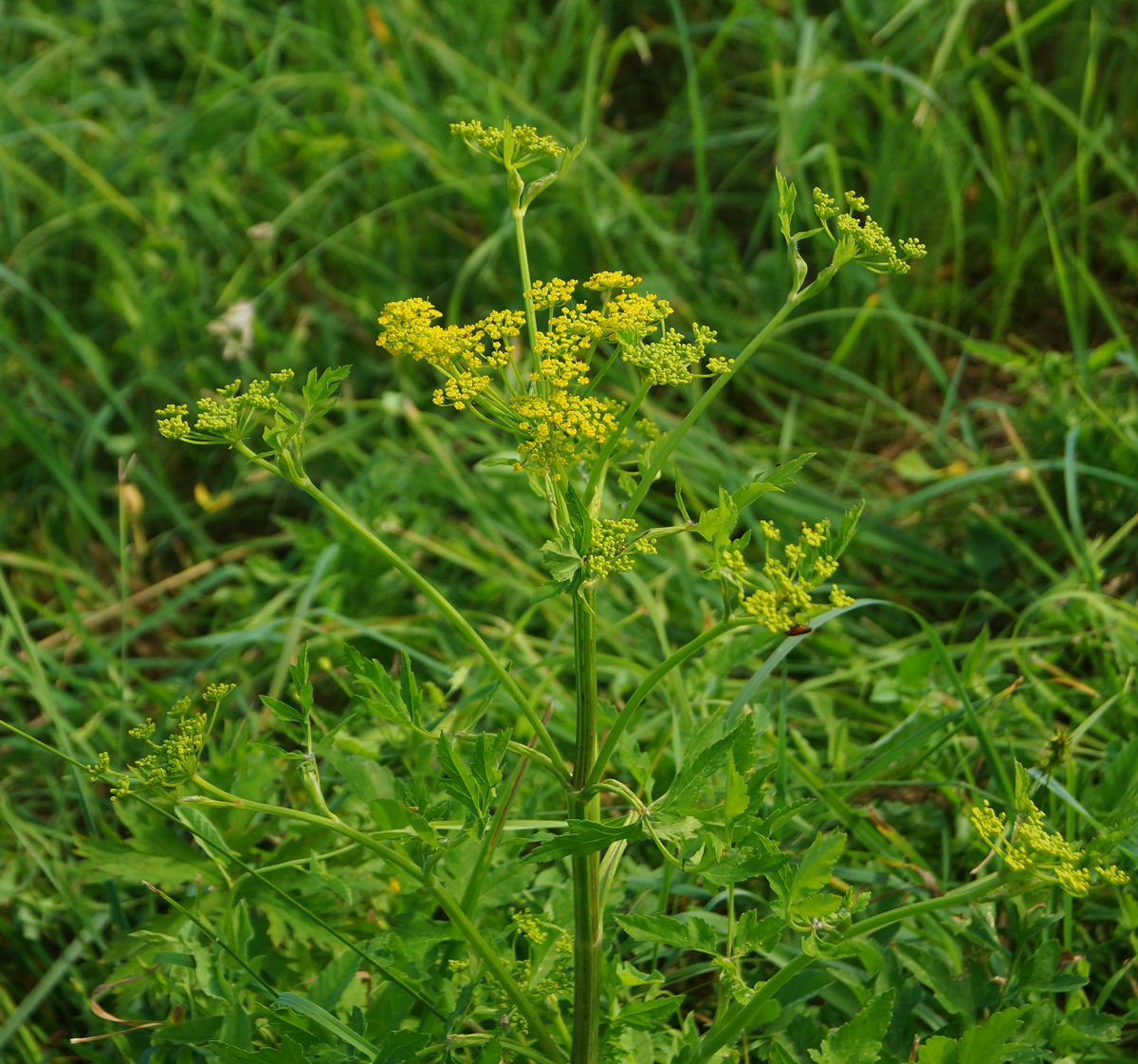 Image of Pastinaca sativa specimen.
