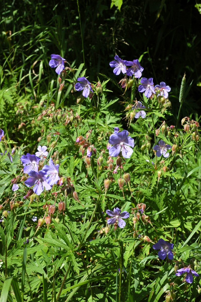 Image of Geranium pratense specimen.