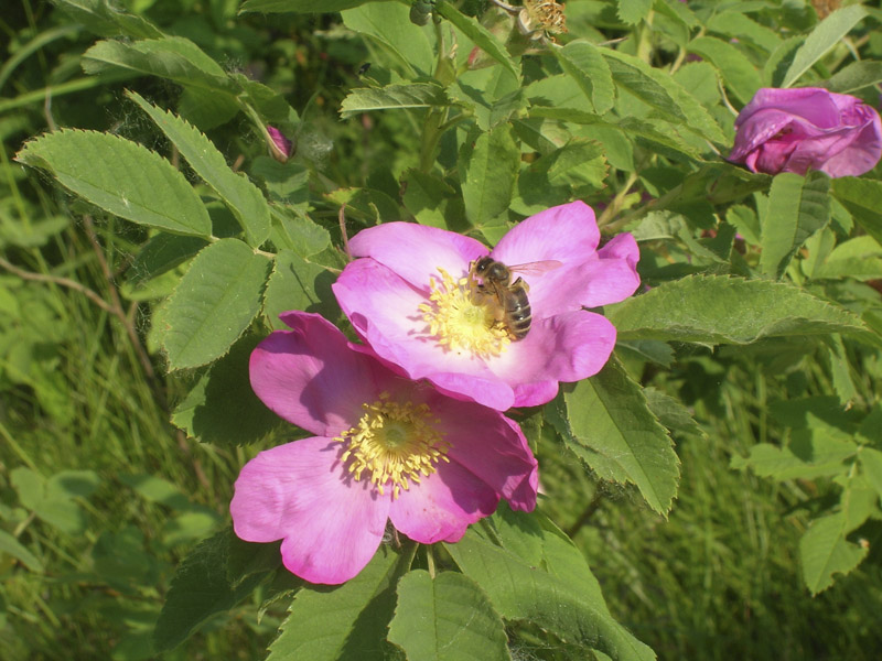 Image of Rosa cinnamomea specimen.