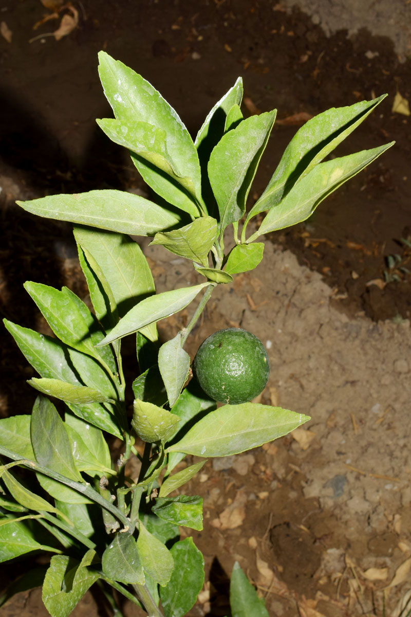 Image of Citrus reticulata specimen.