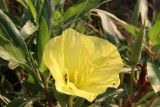 Oenothera macrocarpa