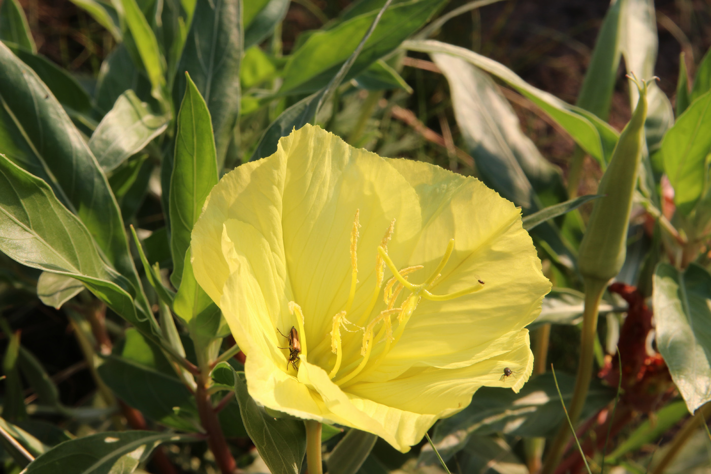 Изображение особи Oenothera macrocarpa.