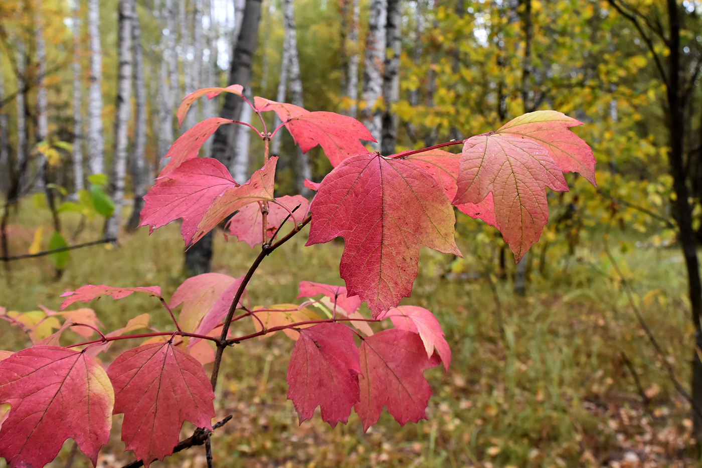 Image of Viburnum opulus specimen.