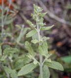 Perovskia atriplicifolia. Верхушка побега. Москва, БС МГУ, цветник. 01.09.2021.