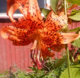 Lilium lancifolium. Цветок в середине цветения ('Flore Pleno'). Тверская обл., Весьегонск, в культуре. 9 августа 2021 г.