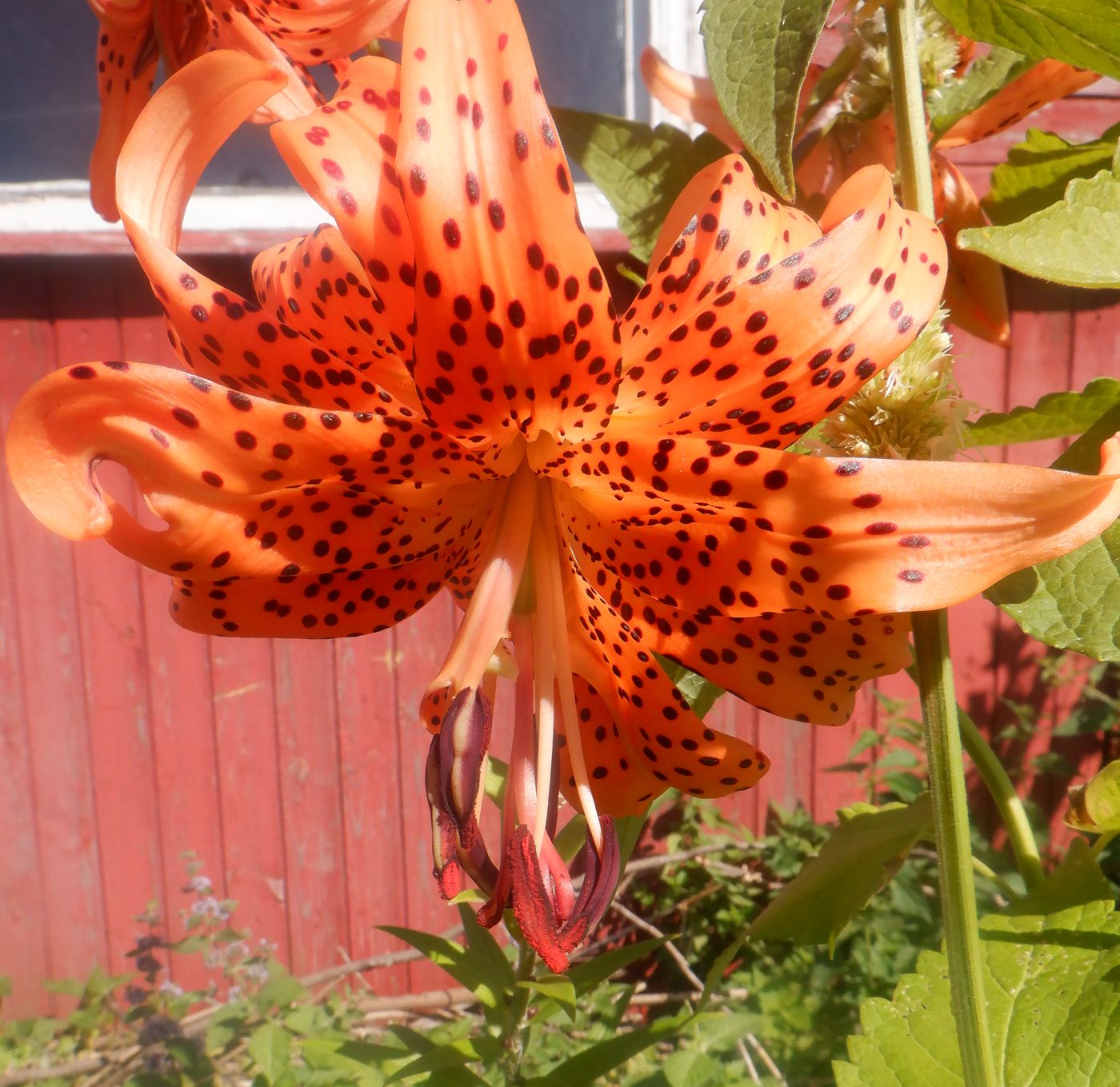 Image of Lilium lancifolium specimen.