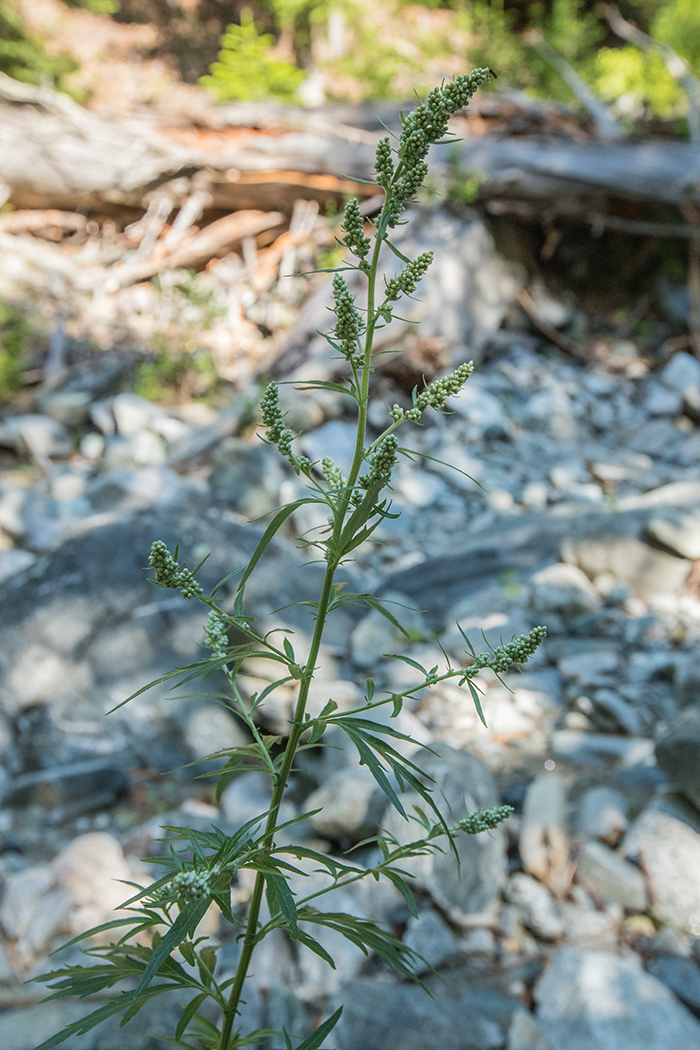 Image of Artemisia vulgaris specimen.