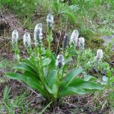 Lagotis minor