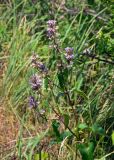 Phlomoides tuberosa