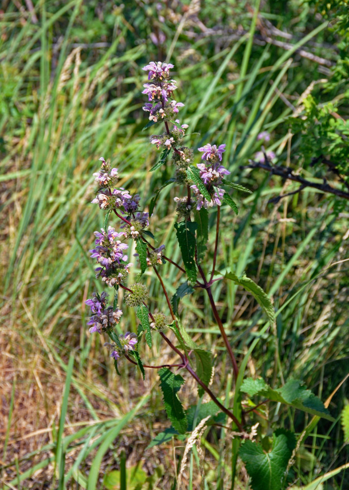 Image of Phlomoides tuberosa specimen.