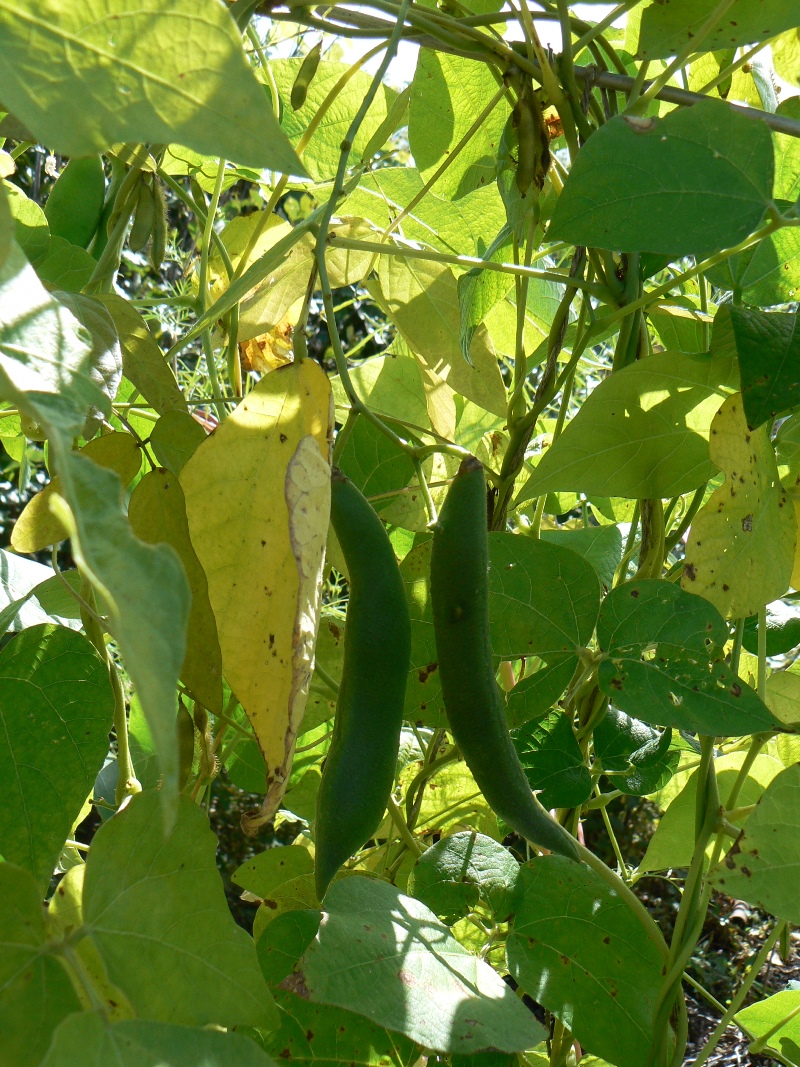 Изображение особи Phaseolus vulgaris.