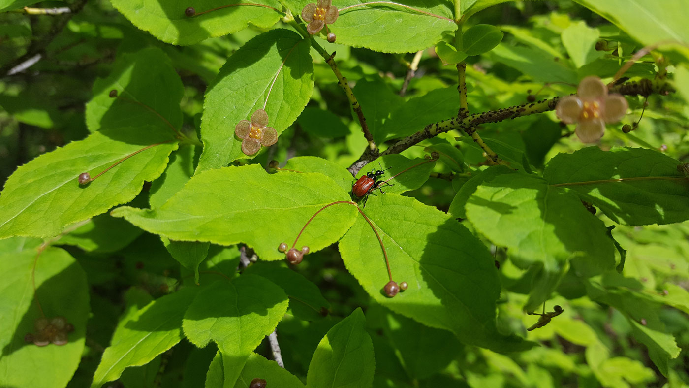 Image of Euonymus pauciflorus specimen.