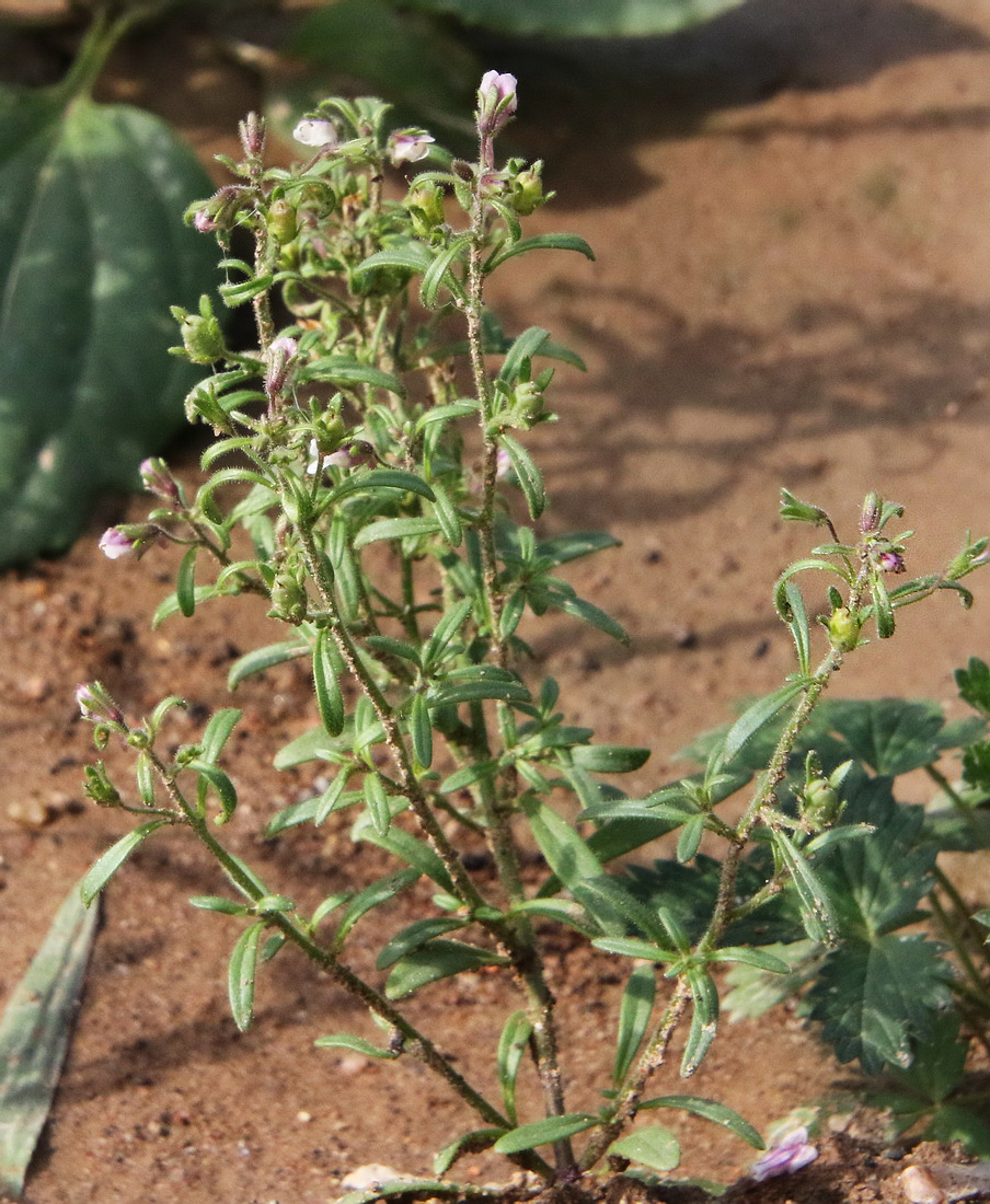 Image of Chaenorhinum minus specimen.