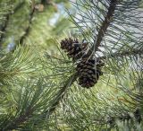 Pinus uncinata. Часть веточки с шишками. Москва, ГБС, Японский сад. 31.08.2021.
