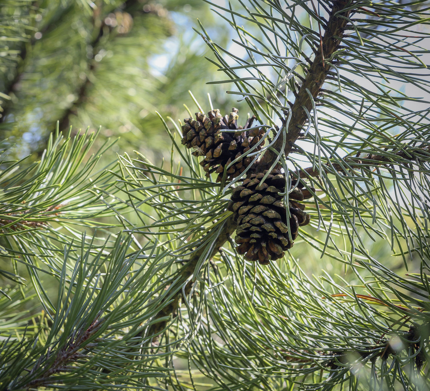 Изображение особи Pinus uncinata.