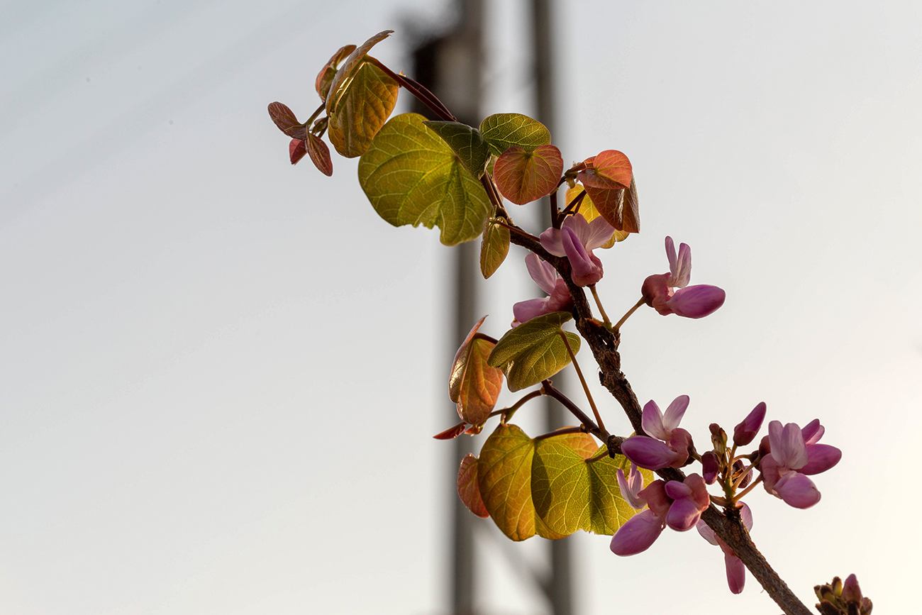 Image of Cercis siliquastrum specimen.