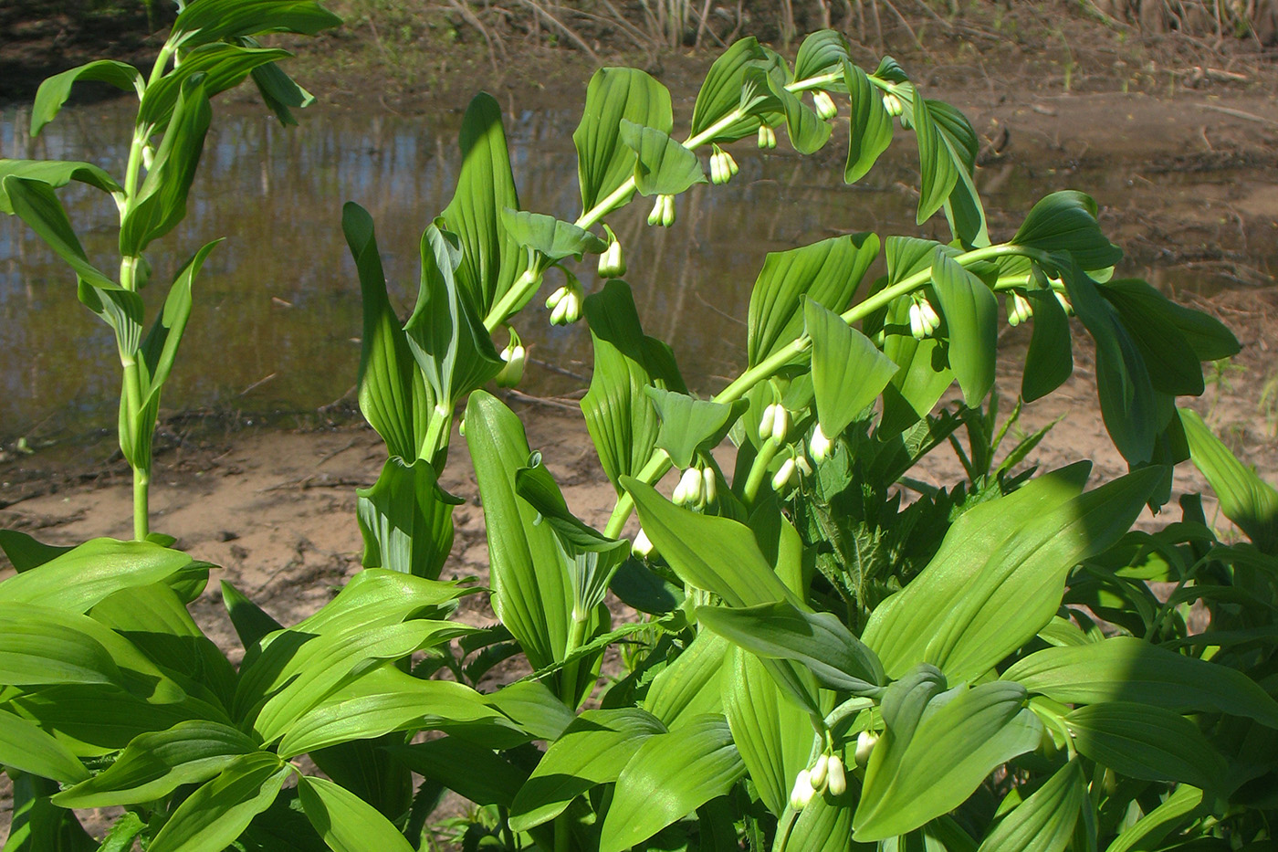 Image of Polygonatum multiflorum specimen.