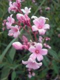 Trachomitum lancifolium. Соцветие. Казахстан, Джунгарский Алатау, национальный парк Алтын-Эмель, степная зона. 05.07.2010.