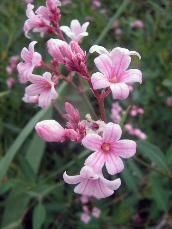 Изображение особи Trachomitum lancifolium.