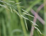 Festuca pratensis