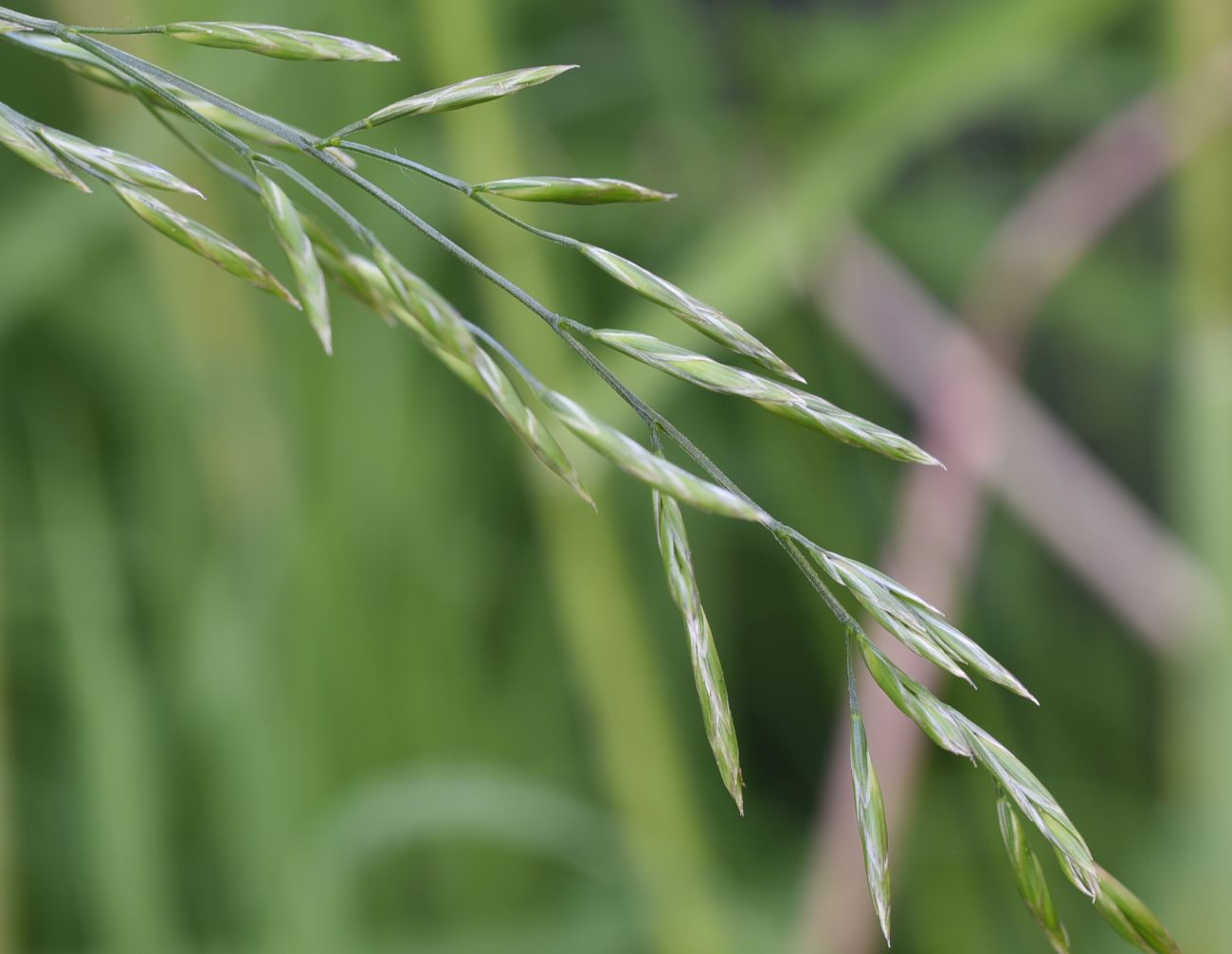 Image of Festuca pratensis specimen.