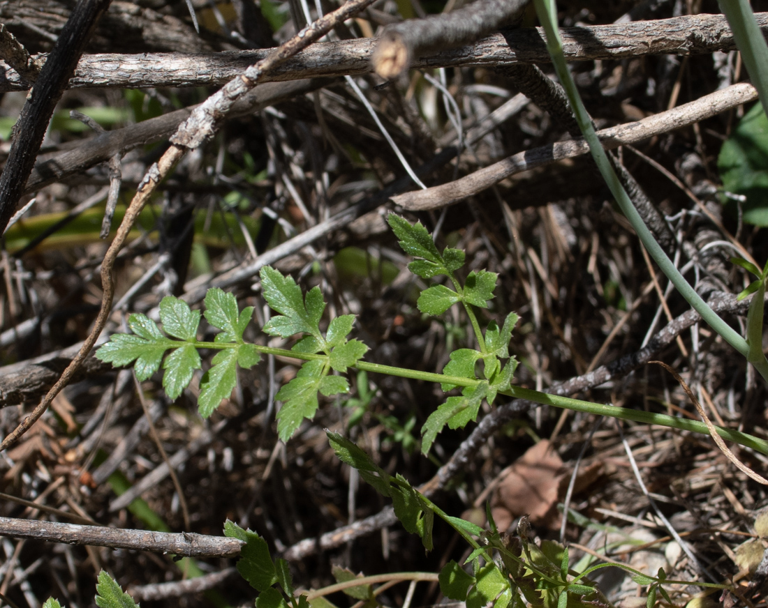 Изображение особи Pimpinella peregrina.