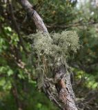 Usnea florida