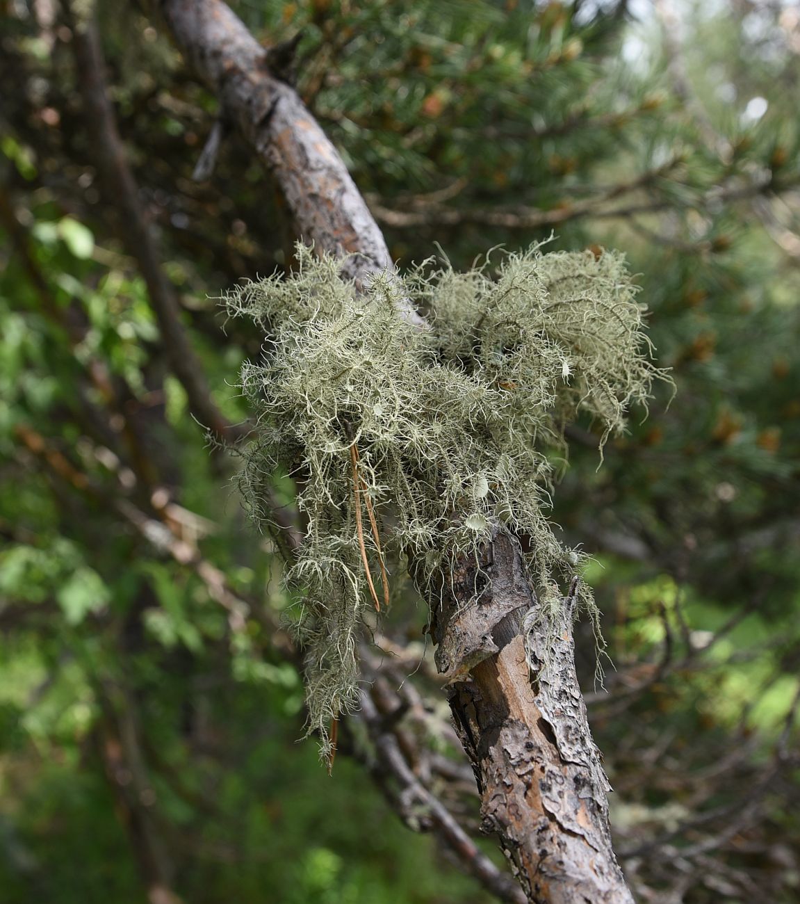 Image of Usnea florida specimen.