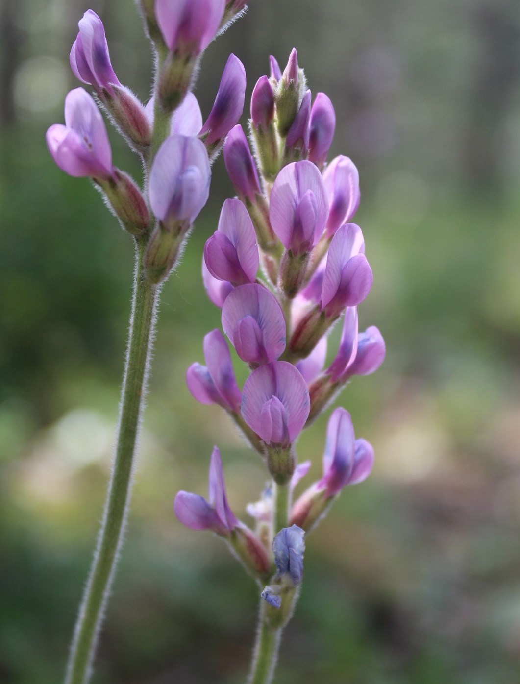 Image of Oxytropis spicata specimen.